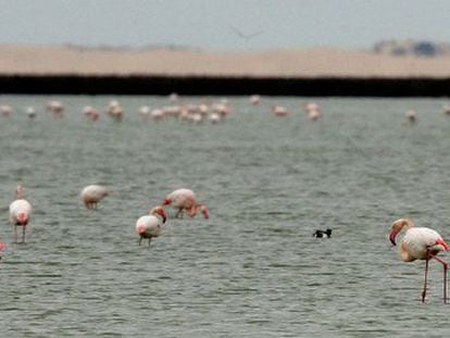 Flamencos en una laguna de Do&ntilde;ana.