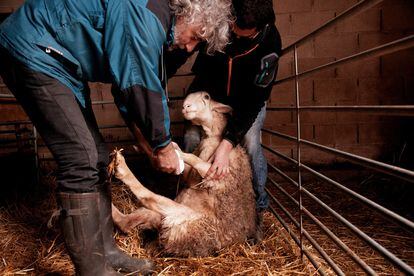 El veterinario José Berrot entablilla una pata a una oveja herida