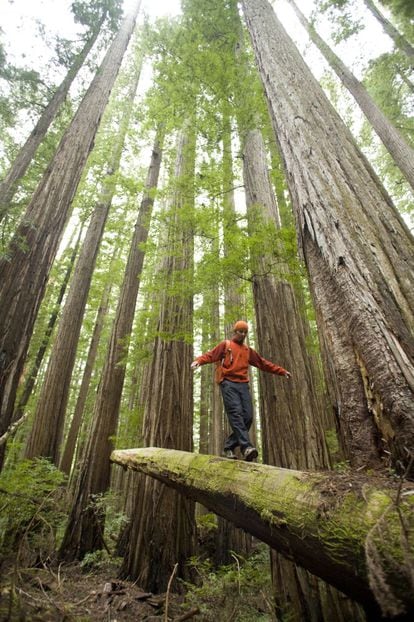 Senderismo entre árboles gigante en el parque nacional de Redwood, al norte del Estado de California.
