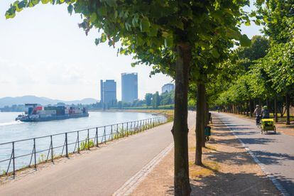 Esta ruta siguiendo el curso del Rin es adecuada para ciclistas de cualquier edad y condición física. Además, está integrada en rhinecycleroute.eu
