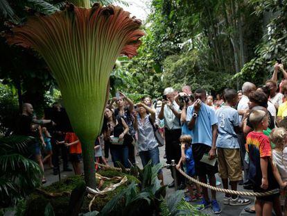 Los visitantes observan la Titan Arum en flor. 