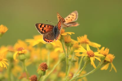 Mariposa manto bicolor