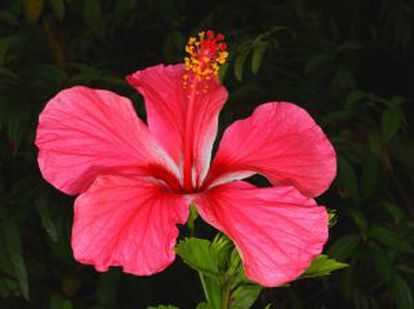 La rosa de china (&lsquo;Hibiscus rosa-sinensis&#039;) es una de las plantas que han llegado a Guinea desde fuera.