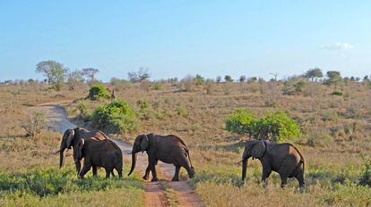 Elefantes en el Parque Nacional Tsavo, en Kenia.