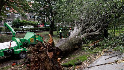 El viento provoca más de 155 intervenciones por caída de ramas y mobiliario
