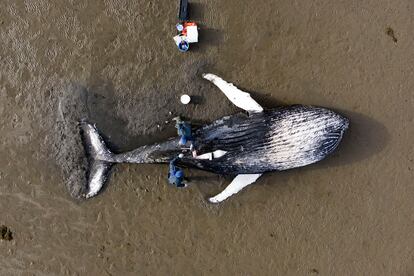 La finalista de la categoría 'Investigación en Acción' captura el momento en el que el equipo del Esquema de Varado de Animales Marinos de Escocia llevan a cabo una necropsia de una ballena jorobada que había fallecido varada. La causa probable de la muerte fue ahogamiento tras enredarse con algún objeto. En todas las categorías, el jurado consideró tanto la historia científica detrás de las fotos como sus criterios artísticos.