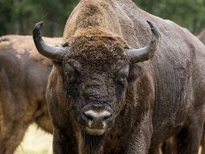 Un ejemplar de bisonte europeo en la finca La Perla, en Cubillo (Segovia).