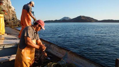 Pescadores de pulpo en México