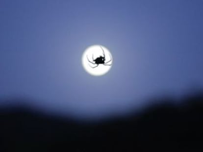 Un araña cuelga con la luna de fondo en Málaga.