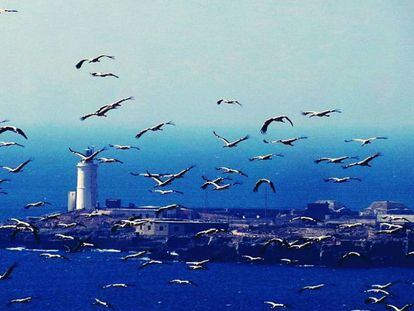 Una bandada de aves sobrevuela Tarifa. 