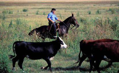 Un gaucho cuida del ganado en Argentina EN 2006.