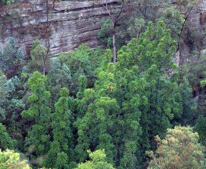 Wollemi pines in the Australian canyon where they grow.