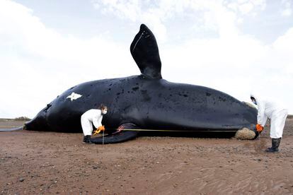 Dos investigadores trabajan sobre el cadáver de una ballena franca austral en la costa de Península Valdés, en Argentina, a principios de octubre.