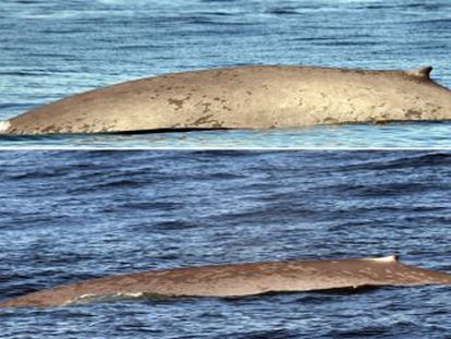 Una expedición avista en dos semanas sendos ejemplares del animal más grande del planeta y otras tres especies de este cetáceo