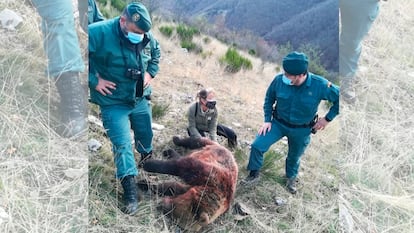 La osa abatida el pasado domingo en una cacería en el parque natural de Fuentes Carrionas, en Palencia.