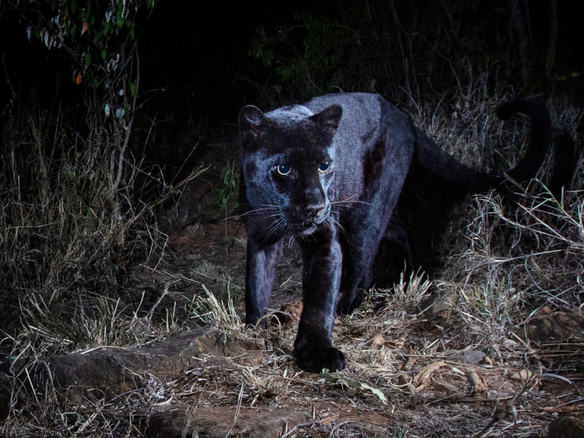 The black leopard: El oscuro rastro de la pantera negra | Cultura | EL PAÍS