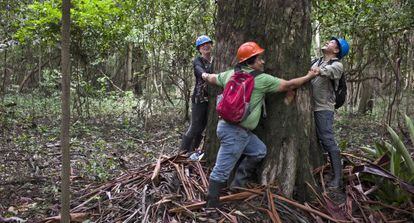 Unos trabajadores rodean un árbol con sus brazos en un bosque certificado de Perú.