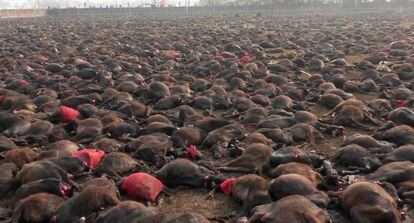 Paisaje del festival nepalí tras la matanza de animales.
