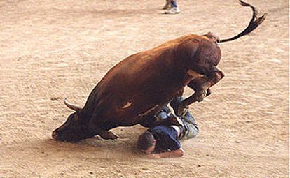 Un toro pisotea a un participante en la suelta de reses celebrada en la plaza de toros La Cubierta de Leganés.