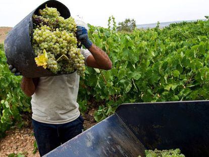 La sequía frustra la previsión de año récord para el vino