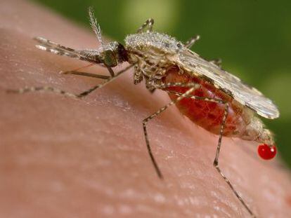 Mosquito transmisor de la malaria.
