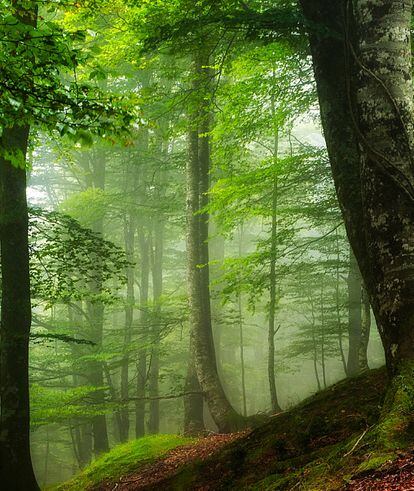 El parque natural Saja-Besaya, en Cantabria.