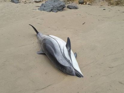 Uno de los delfines hallados muertos este sábado en la playa de Oyambre, en San Vicente de la Barquera. En vídeo, hallan 17 delfines varados en Cantabria, 14 de ellos muertos.