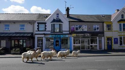 Un rebaño de cabras montesas se pasean por las calles de LLandudno (Gales) el 31 de marzo de 2020, en pleno confinamiento en Reino Unido.