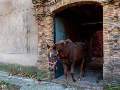 Almíbar, el caballo que habita en la antigua residencia del Marqués de Comillas en Santa Perètua de Mogoda, propiedad del Incasòl donde es cuidado por Toni. Foto: Joan Sánchez
