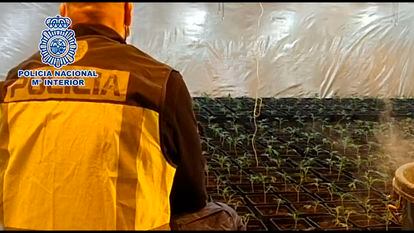 La policía ha incautado 1.500 plantas de marihuana en un salón de bodas en Mejorada del Campo