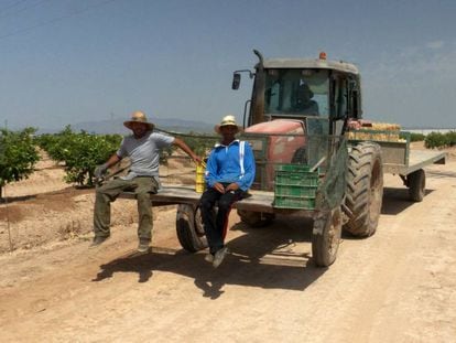 Jornaleros en una explotación agrícola en Murcia.