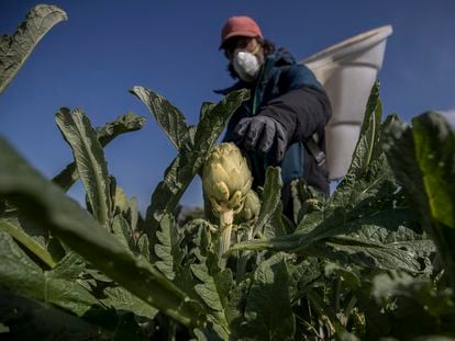 Ferran Berenguer, de la empresa Cal Roset, recoge alcachofas protegido con mascarilla, en su huerto del Parc agrari del Baix Llobregat.