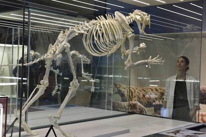 Esqueleto de dientes de sable en la exposición de Cosmocaixa.