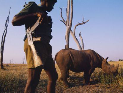 Guardi&aacute;n de uno de los 30 rinocerontes que quedan en un parque de Zimbabue.