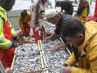 Pescadores inspeccionando las sardinas capturadas.