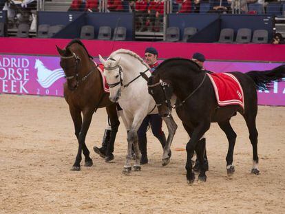 Ejercicio de doma en la edición pasada de la Horse Week