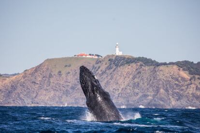 Además de por sus impresionantes playas que hacen las delicias de los surferos, Byron Bay es un lugar atractivo  por los avistamientos de ballenas jorobadas. Se pueden observar desde la costa, a ser posible pertrechados de unos prismáticos, o desde alguna de las embarcaciones que tienen las empresas que ofrecen excursiones. 