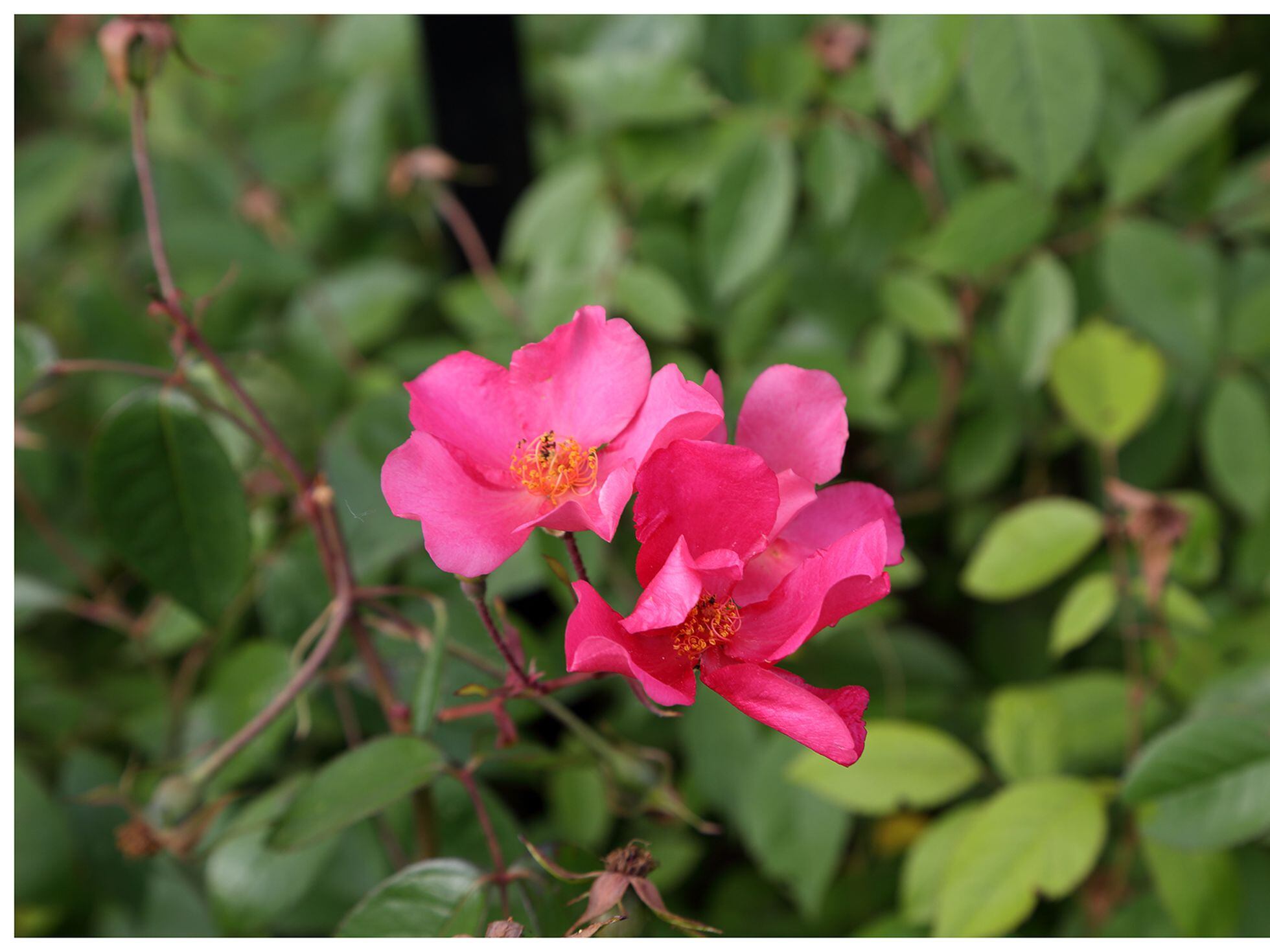La rosa 'Mutabilis', el misterio de una flor que cambia de color | Estilo  de vida | EL PAÍS