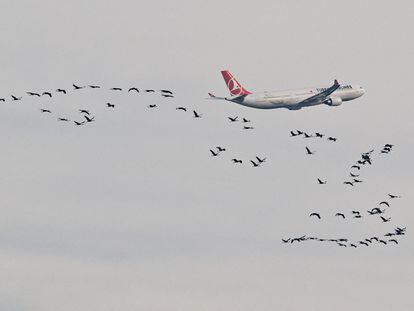 Un avión despega el pasado 14 de diciembre desde el aeropuerto de Brandenburg, en Berlín (Alemania), junto a una bandada de grullas.