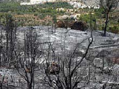 Efectos del fuego sobre una de las zonas próximas a Parcent.