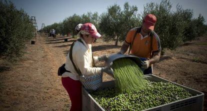 Recolección de aceituna en una finca de Morón de la Frontera.