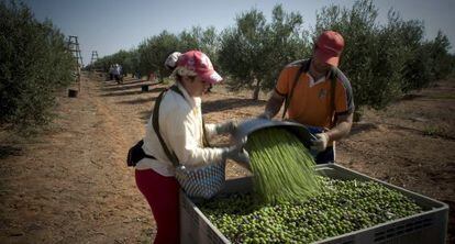 Recolecci&oacute;n de aceituna en una finca de Mor&oacute;n de la Frontera.