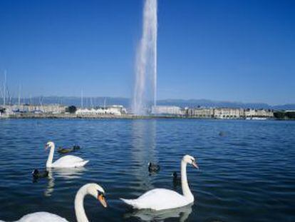 Cisnes en el lago de Ginebra con el Jet d’Eau, la gran fuente de agua, al fondo.