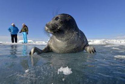Una foca de agua dulce (nerpa) sobre la helada superficie del lago Baikal, en Siberia (Rusia).