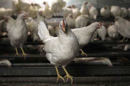 Fotografía tomada el 6 de enero de 2011 de gallinas en una granja de la ciudad alemana de Schleiden.