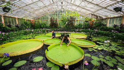 La artista botánica Lucy Smith junto con el horticultor Carlos Magdalena posan con un ejemplar del descubrimiento botánico 'Victoria Boliviana', la nueva especie de nenúfar más grande del mundo, en Kew Gardens, en Londres, en julio de 2022.