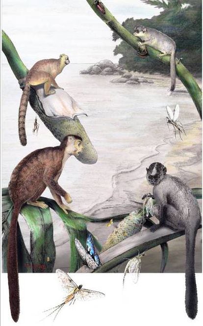 Reconstrucción de los antropoides <i>Afrotarsius</i> (arriba a la izquierda), <i>Karanesia</i> (arriba a la derecha), <i>Biretia</i> (abajo a la izquierda), y <i>Talahpithecus</i> (abajo a la derecha) en un ambiente tropical, hace 39 millones de años.