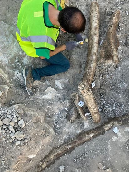 Un paleontólogo rescata los restos de unos de los elefantes hallados en Villa de Vallecas.