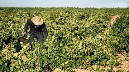 Un vendimiador cosechando a mano en los viñedos de la bodega Cuatro Rayas, en La Seca (Valladolid).