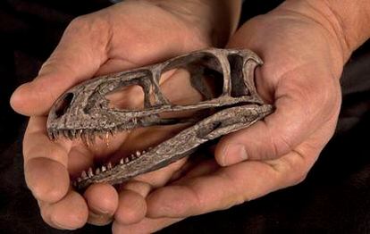 Réplica del cráneo del dinosaurio <i>Eodromaeus</i>, con incisivos dientes.